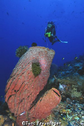 Diver with sponge,Sipadan Island.Nikkor 12-24mm Dx by Tunc Yavuzdogan 